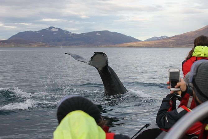 rib-boat-express-whales-eyjafjord-and-akureyri