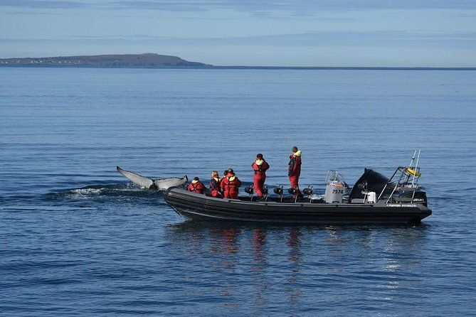 rib-boat-express-whales-eyjafjord-and-akureyri