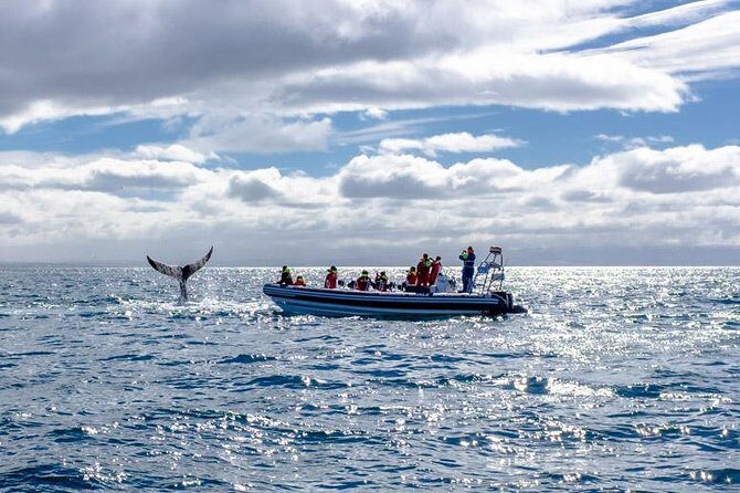 RIB Whale Watching Small-Group Boat Tour from Reykjavik - Who is this tour best for?