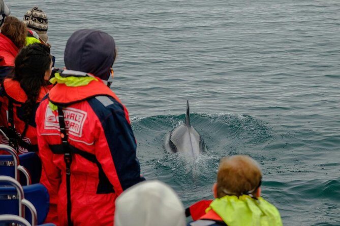 RIB Whale Watching Small-Group Boat Tour from Reykjavik - Final thoughts