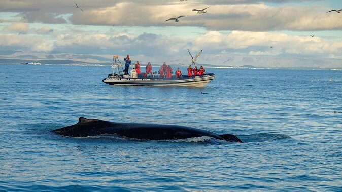 RIB Whale Watching Small-Group Boat Tour from Reykjavik - FAQ