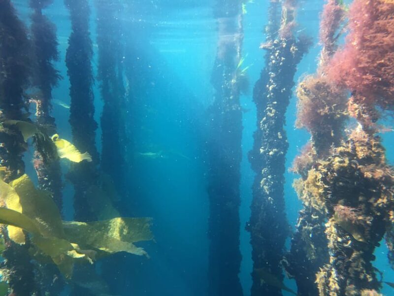 RIBEIRA: Mussel Boat Trip with Mussel Tasting - What to Expect Onboard