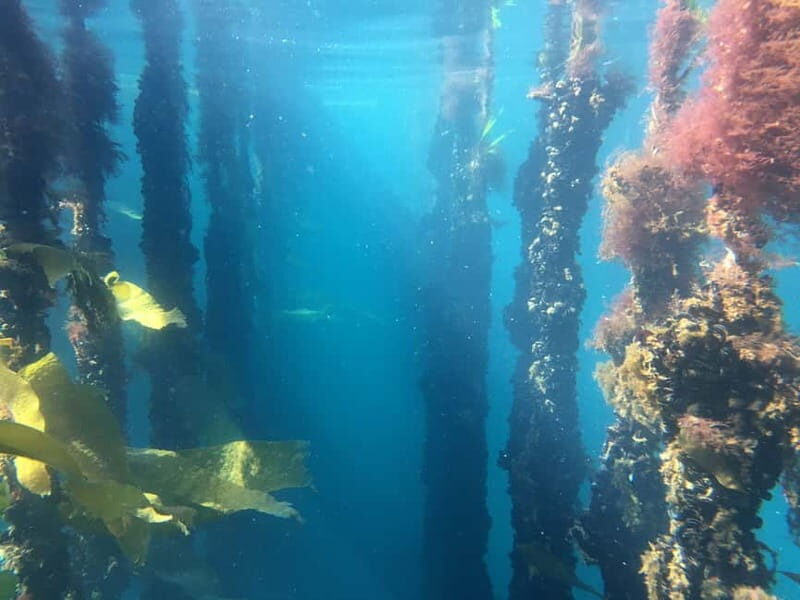 RIBEIRA: Mussel Boat Trip with Mussel Tasting - Why This Tour Offers Great Value
