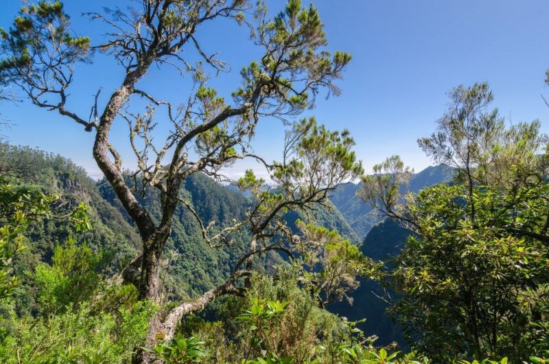 ribeiro-frio-portela-levada-walk