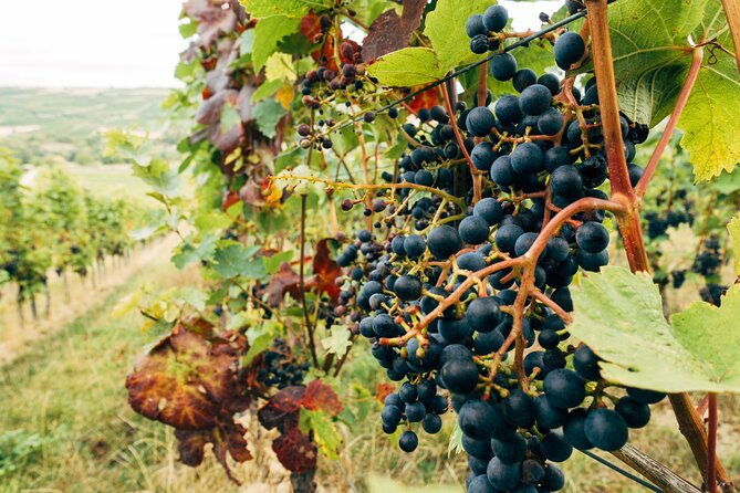 ribera-and-rioja-wineries-private-tour-from-madrid