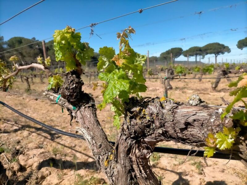ribera-del-duero-2-winery-visits-and-transport-from-madrid-2