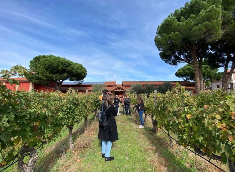 Ribera del Duero Tour: Three Wineries & Lunch from Madrid - Transportation & Group Size