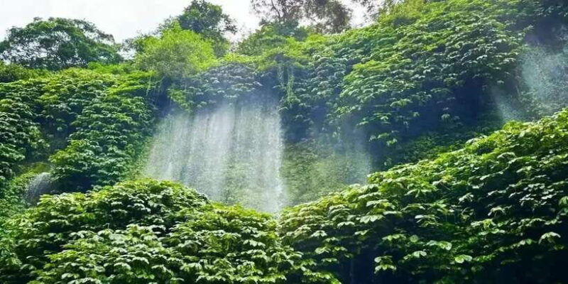 rice-field-benang-kelambu-benang-stokel-waterfall-trip