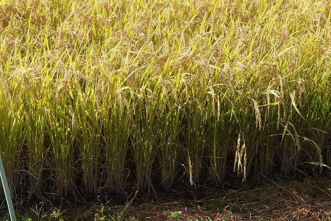 rice-paddy-art-half-day-tour-in-aomori