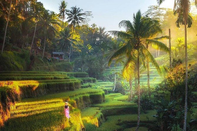 Rice terrace tour and Ubud area tour - Key Points