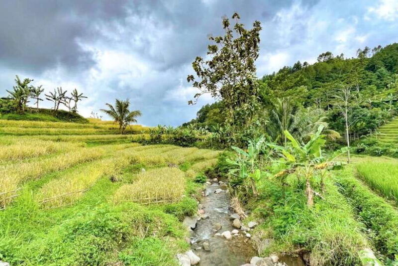 rice-terraces-selogriyo-temple-private-tour