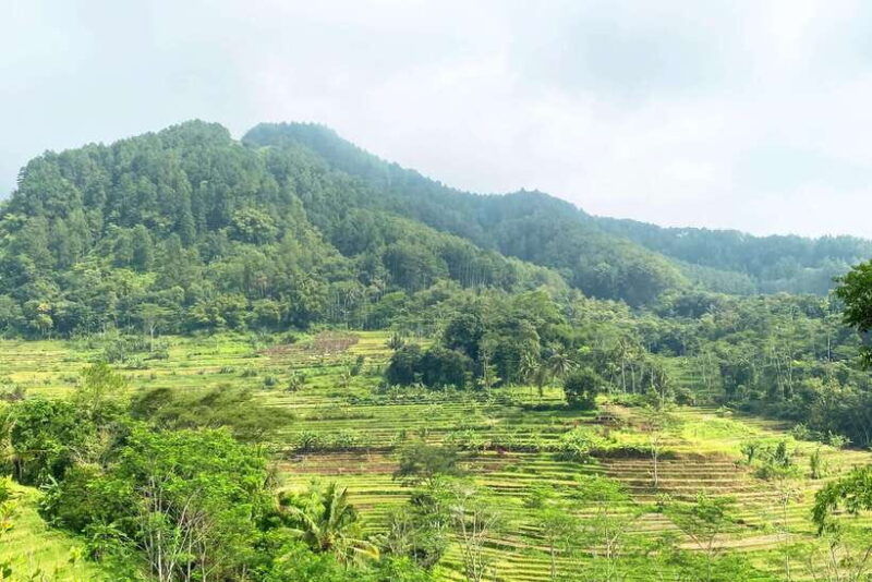 rice-terraces-selogriyo-temple-private-tour