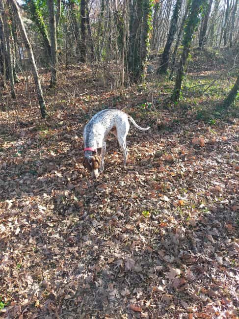 Ricerca del tartufo: esperienza da tartufaio per un giorno - FAQ