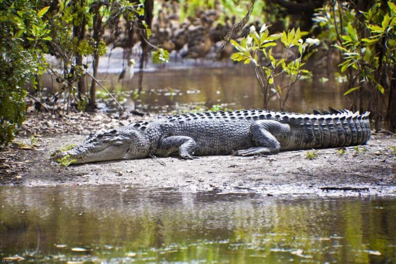 Richards Bay: Half Day Isimangaliso Hippo & Croc Boat Cruise - Key Points