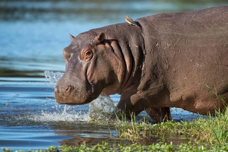 Richards Bay: Half Day Isimangaliso Hippo & Croc Boat Cruise - Who Should Consider This Tour?