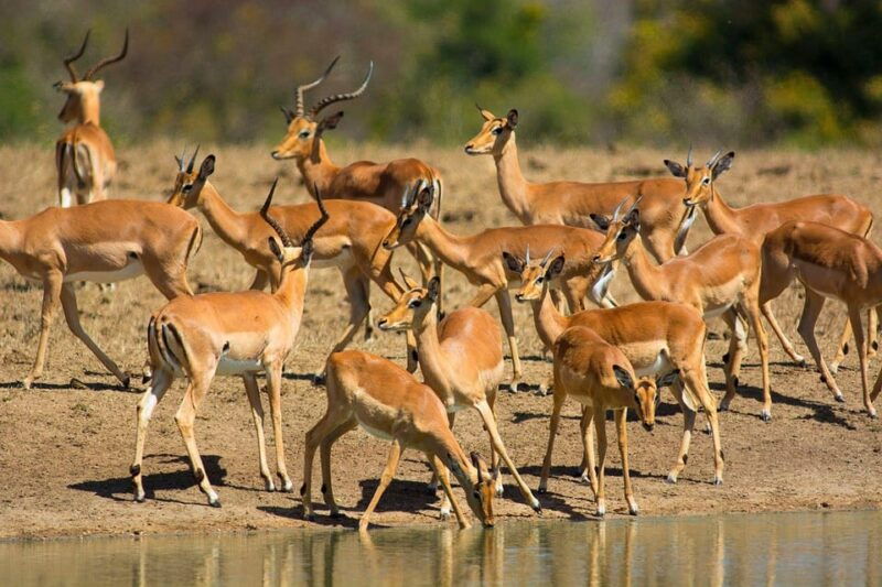richards-bay-hluhluwe-imfolozi-game-reserve-half-day-tour