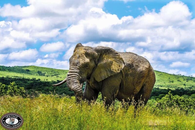 Richards Bay: Hluhluwe Imfolozi Game Reserve Safari Tour - FAQ