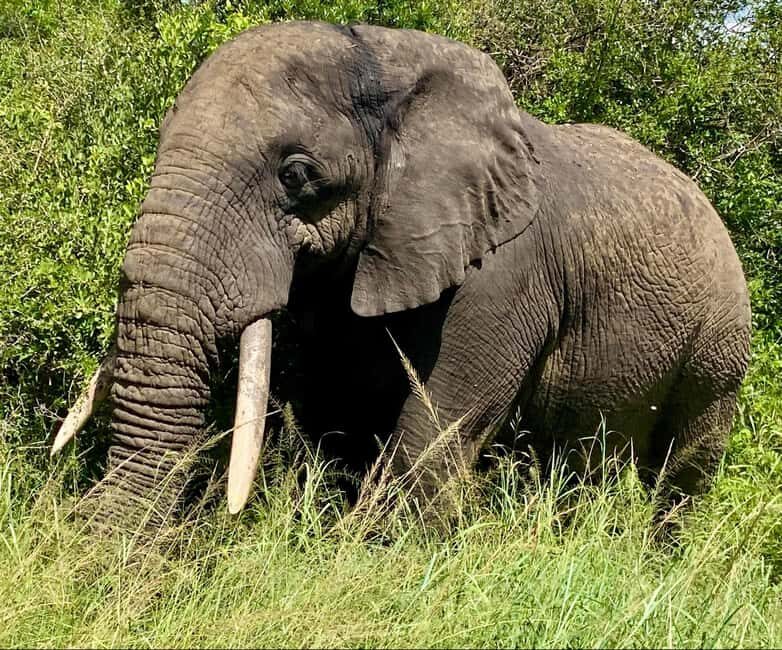 Richards Bay: Hluhluwe Imfolozi Park Excursion - Key Points