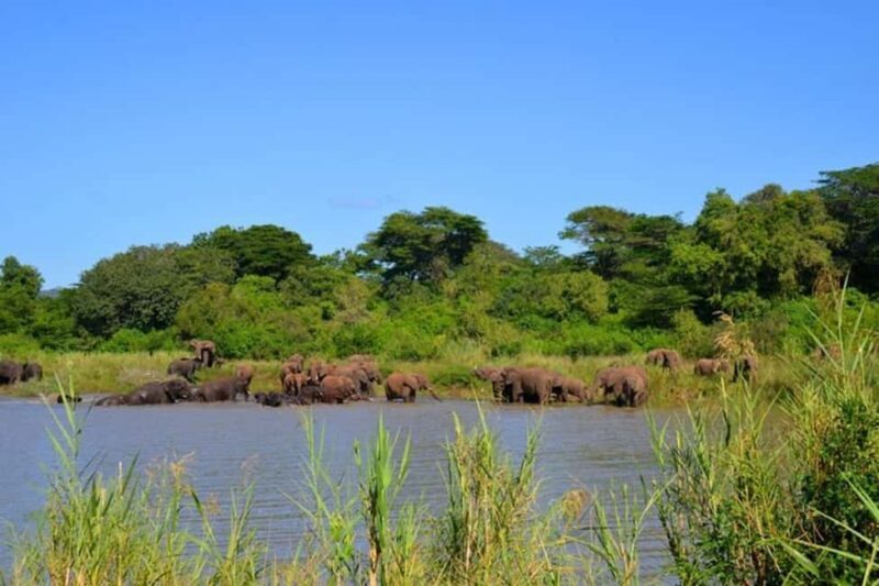 Richards Bay: Hluhluwe Imfolozi Park Excursion - A Closer Look at the Safari Experience