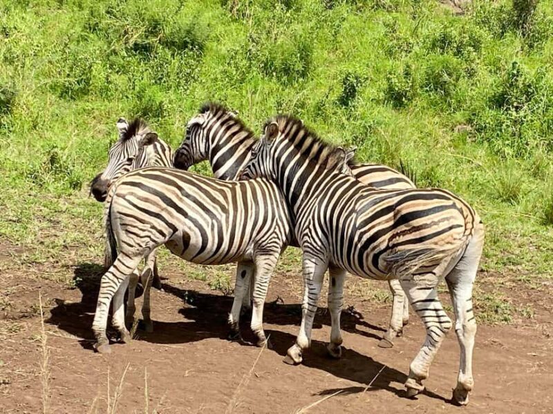 Richards Bay: Hluhluwe Imfolozi Park Excursion - Final Thoughts