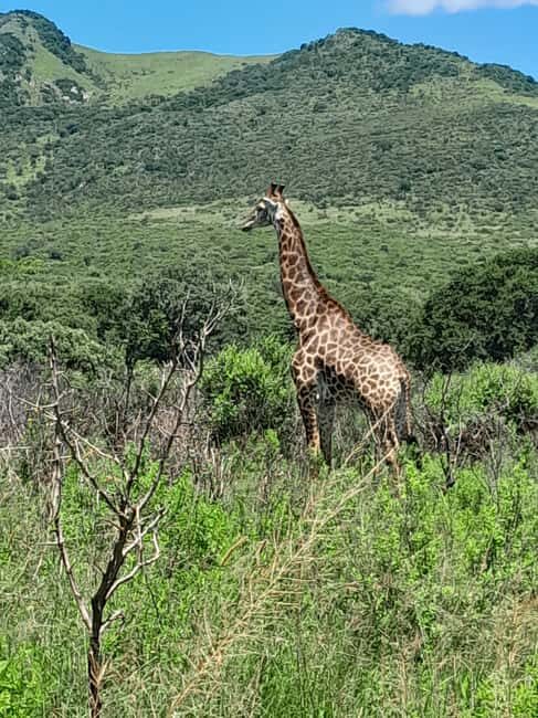 Richards Bay: Hluhluwe Imfolozi Park Excursion - FAQ