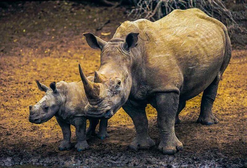 Richards Bay to Hluhluwe-Imfolozi Park Safari Full Day Tour - Richards Bay to Hluhluwe-Imfolozi Park Safari Full Day Tour Review