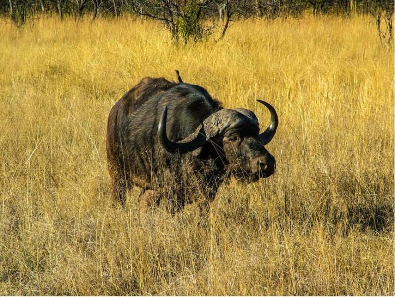 Richards Bay to Hluhluwe-Imfolozi Park Safari Full Day Tour - Key Points