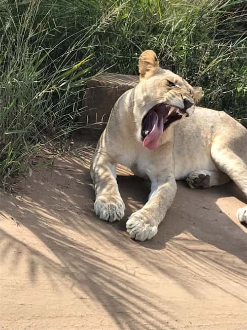 Richards Bay to Hluhluwe-Imfolozi Park Safari Full Day Tour - Who Should Consider This Tour?