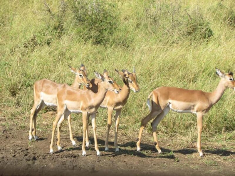 Richards Bay to Hluhluwe-Imfolozi Park Safari Full Day Tour - Frequently Asked Questions