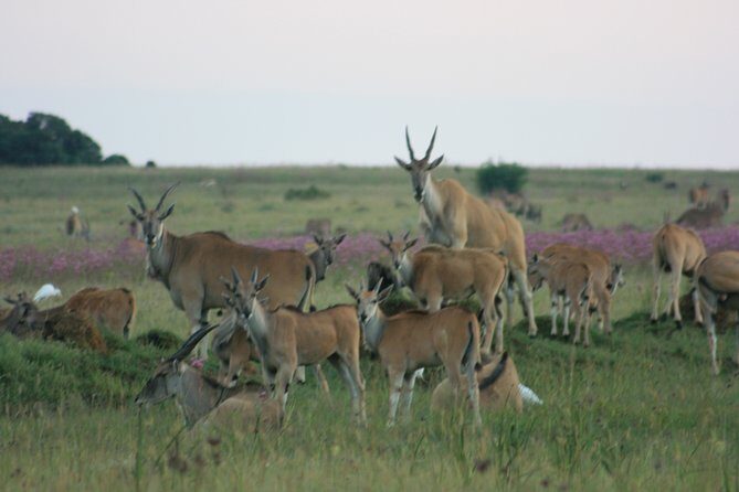 Rietvlei Nature Reserve half-day tour from Pretoria, every TUESDAY - The Itinerary Breakdown: What You’ll Do