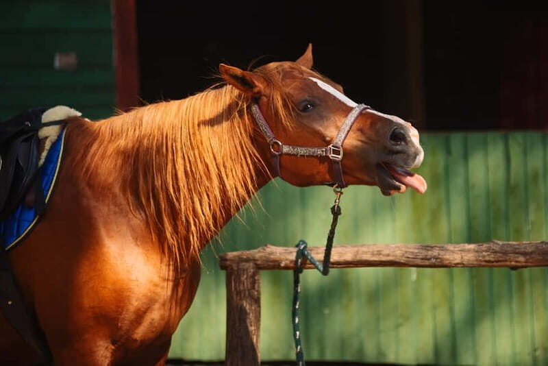 Riga Horse Riding tour along the Beach - Practical Details and Value