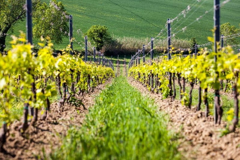 Rimini: San Valentino DOC Wine Tastings - What Exactly Is the San Valentino DOC Wine Tasting?