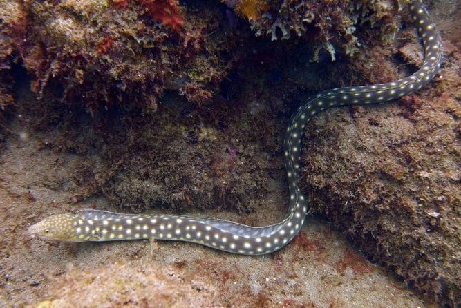 rincon-snorkeling-adventure