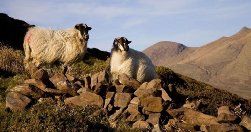 ring-of-kerry-full-day-tour-from-limerick