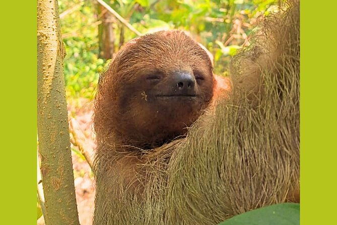 rio-celeste-expedition-discovering-natures-treasures-and-sloths