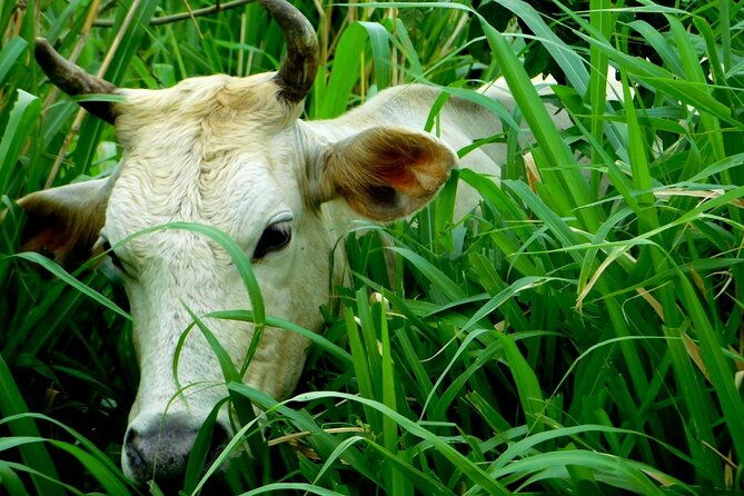rio-celeste-funny-milking-farming-experience