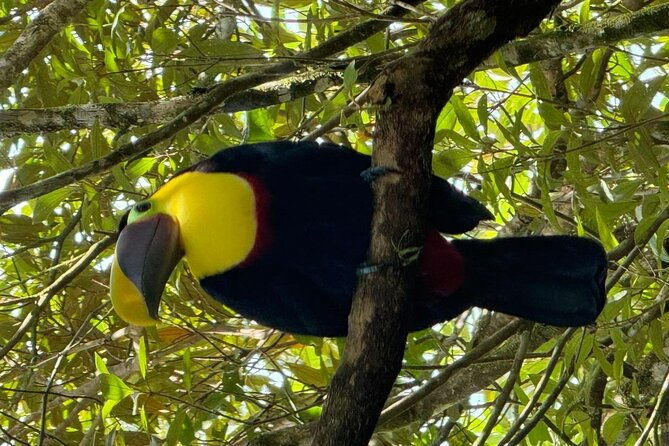 rio-celeste-hiking-sloth-farm-tour-and-waterfall