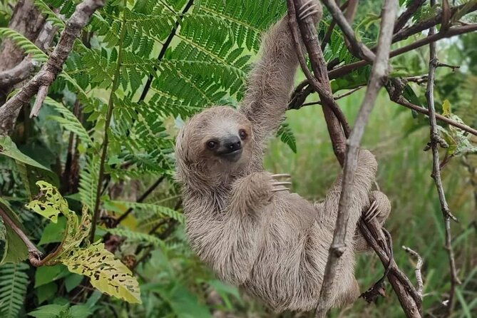 rio-celeste-hiking-sloth-farm-tour-and-waterfall