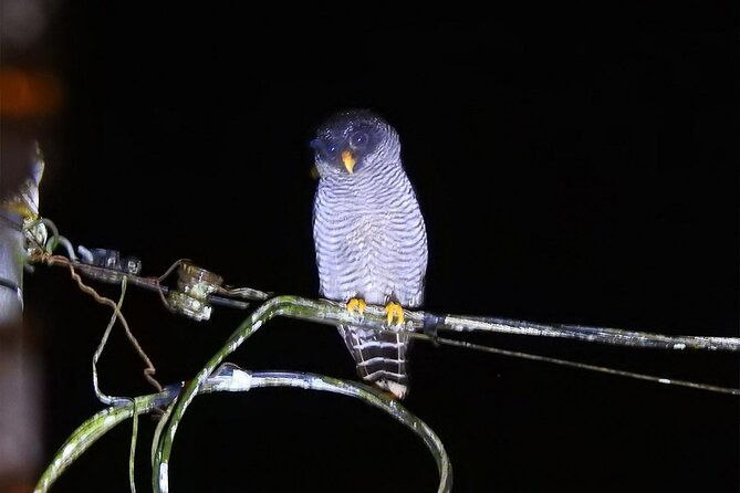 rio-celeste-nature-night-walk