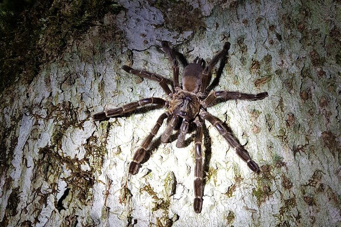 rio-celeste-nature-night-walk