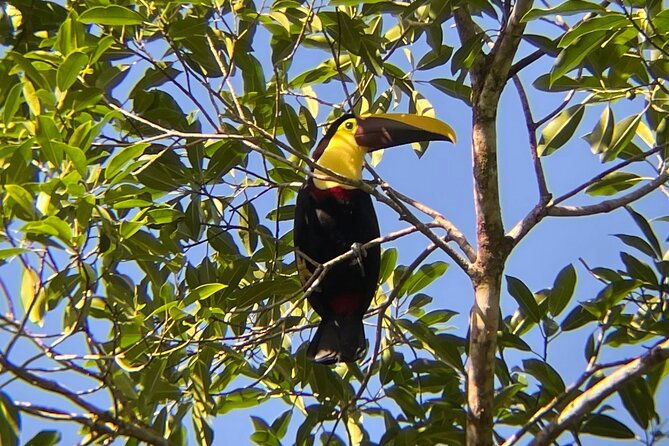 rio-celeste-rain-forest-tour