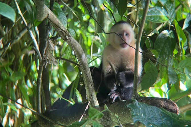 rio-celeste-rain-forest-tour
