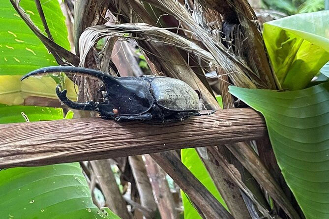rio-celeste-rain-forest-tour
