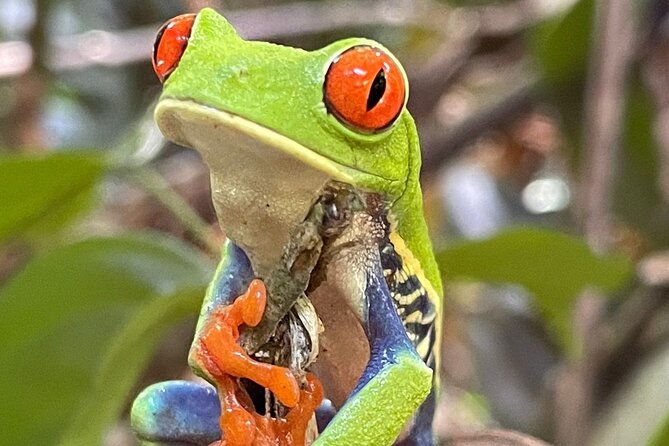 rio-celeste-rain-forest-tour