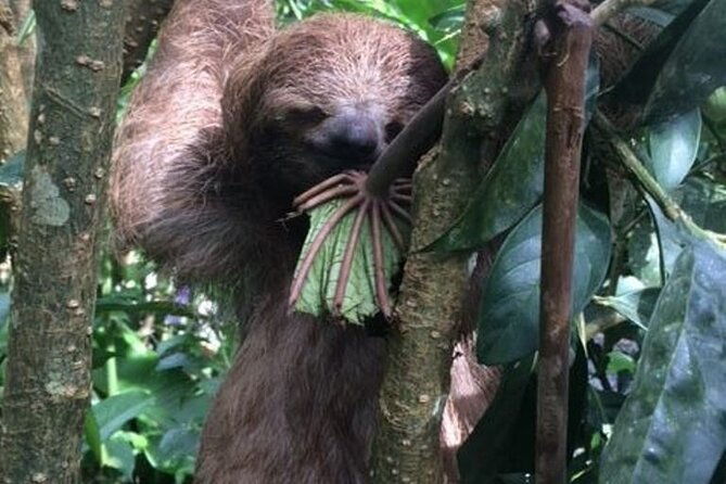rio-celeste-tour-hiking-sloth-sanctuary-llanos-de-cortes-waterfall-private