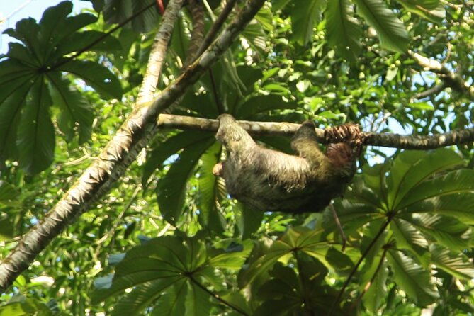 rio-celeste-waterfall-and-sloth-sactuary-full-day-tour-with-lunch