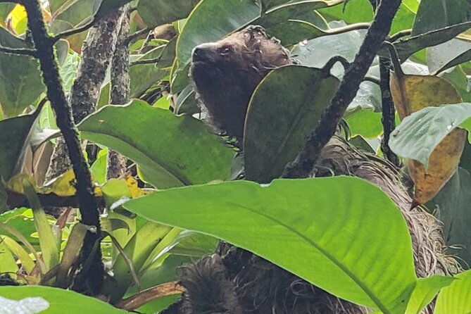 rio-celeste-waterfall-peace-tree-encounter-sloth-adventure