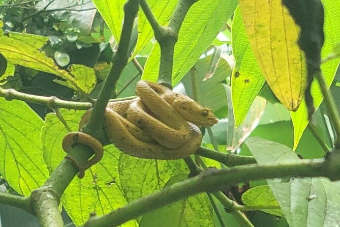 rio-celeste-waterfall-peace-tree-encounter-sloth-adventure
