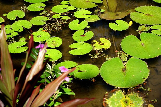 rio-de-janeiro-botanical-garden-tour