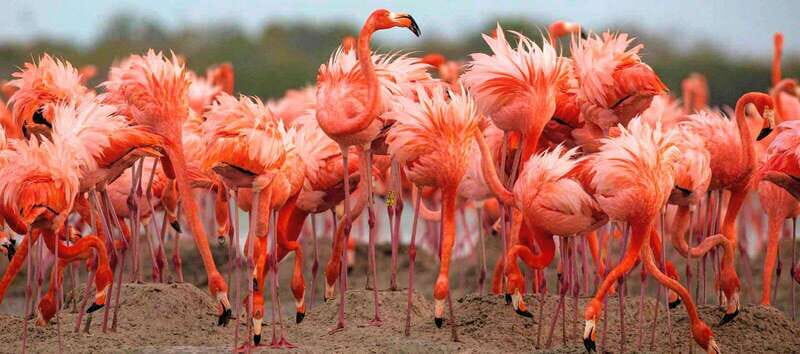 Rio Lagartos and Las Coloradas: EcoSafari Flamingo Delux - Who Is This Tour Best For?